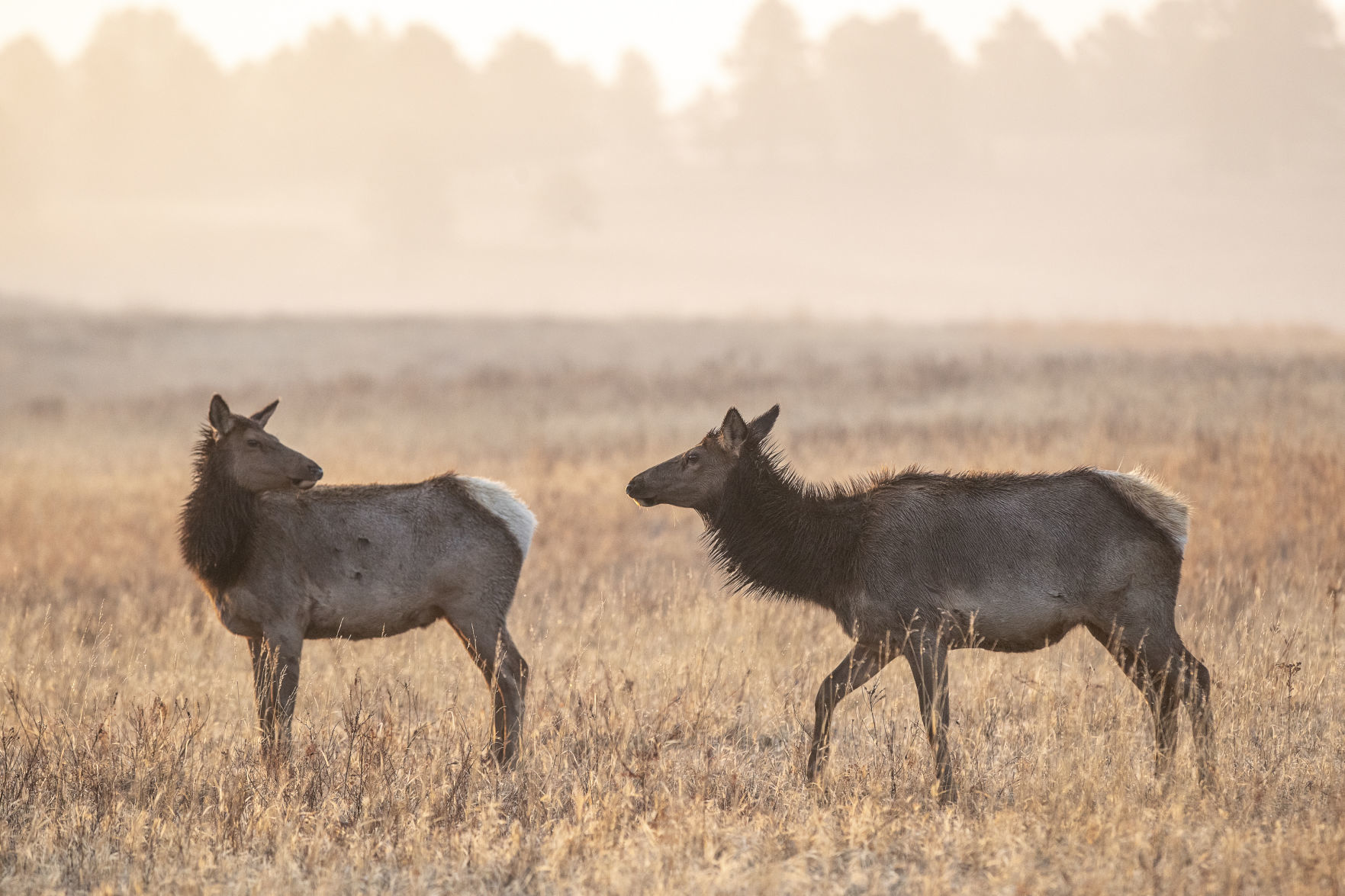 Custer State Park
